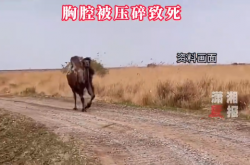 澳大利亚女子被150公斤重的骆驼攻击 胸腔被压碎致死 专家：骆驼战斗力相当惊人