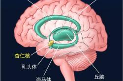 这个代号SM的患者 她不会感到恐惧：科学家研究了40多年