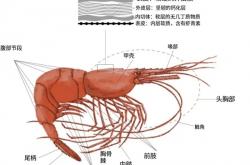 为何我们常吃北极甜虾 少见南极磷虾