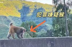 男子路边停车休息遭野猴入车袭击：被动物抓伤需做好“三防”
