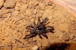 世界最长寿蜘蛛 活了足足43年！“秘诀”公开