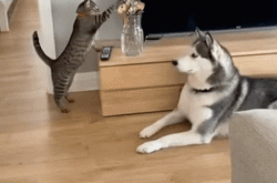 刷到一个又一个假视频后 我不敢相信互联网了