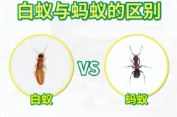 这类奇怪的大虾 有着白蚁、蚂蚁一样的社会结构 水中唯一