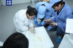 中国空间站第九批实验样品返回并交付科学家：包含四只太空小鼠