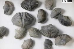 曾统治海底2亿年的腕足动物 为什么如今“拉到家”