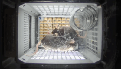 史上首次！4只小鼠“入住”空间站 状态良好 吃喝正常