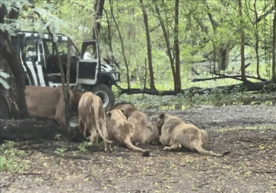 随意下车还背对着狮子 泰国一饲养员被狮群袭击致死：游客目睹
