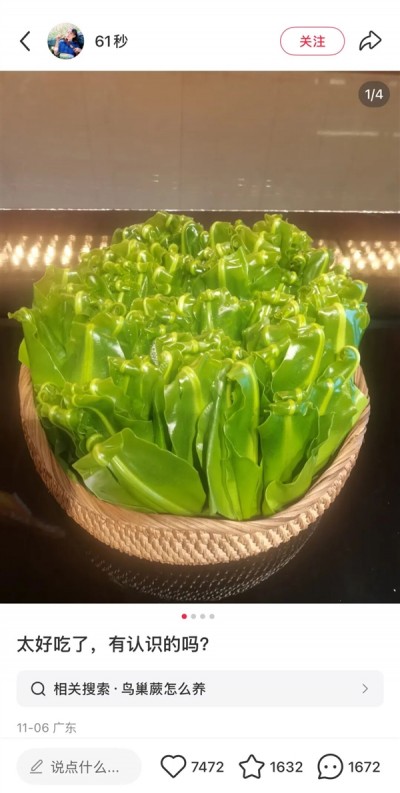 超市50块钱一斤的网红菜山苏 竟是云南人的“绿化带”！