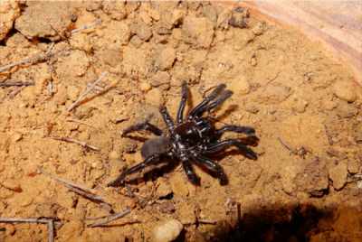 世界最长寿蜘蛛 活了足足43年！“秘诀”公开