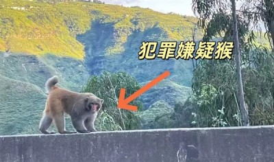 男子路边停车休息遭野猴入车袭击：被动物抓伤需做好“三防”