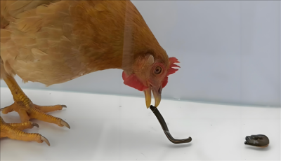 如果鸡吃了水蛭：它会寄生肠胃 长期吸血吗？