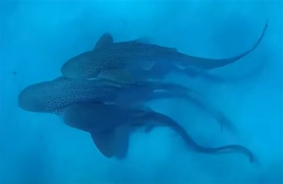 人类首次拍到野生豹纹鲨交配：两雄一雌 仅110秒就瘫软在地