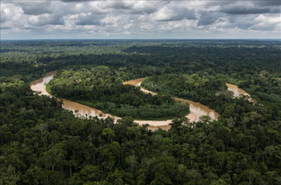 亚马逊雨林树木正不受控地长高 这可不是什么好事