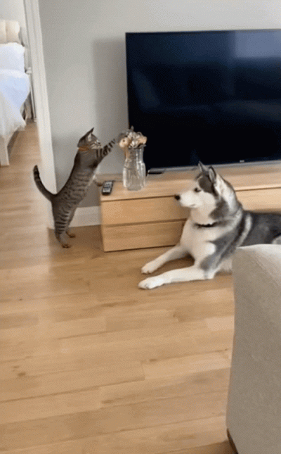 刷到一个又一个假视频后 我不敢相信互联网了