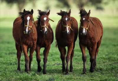 阿根廷首批“基因编辑马”上线 跑得飞快但被禁止参赛！
