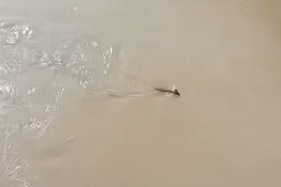 惊呼“是龙吗” 游客称虎跳峡现头上有角不明生物：官方回应