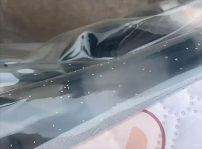 河南多地遭“小白虫”侵袭：成群飞虫影响市民出行