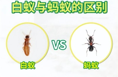 这类奇怪的大虾 有着白蚁、蚂蚁一样的社会结构 水中唯一