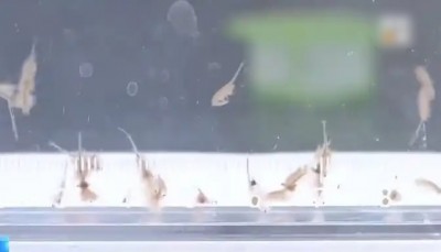 地球现存较为古物种之一！新疆沙漠首次发现盐水丰年虾