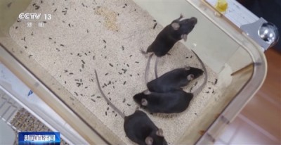 神舟二十一号今晚发射带4只小鼠上太空！对人类未来太空繁衍有重要意义