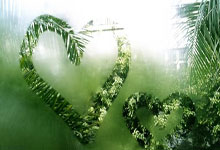 这种深海鱼头部竟是透明的 两只绿眼睛在里面活动