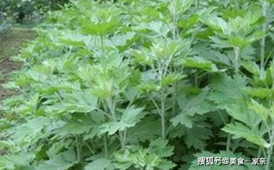 什么蔬菜吃了能去湿气？ 