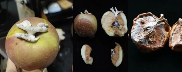 搞笑诺奖已经过气了 整活还得看我们菠萝科学奖!