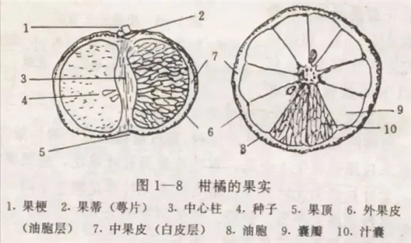 买到的橘子果皮变蓝是发霉了吗 还能吃吗