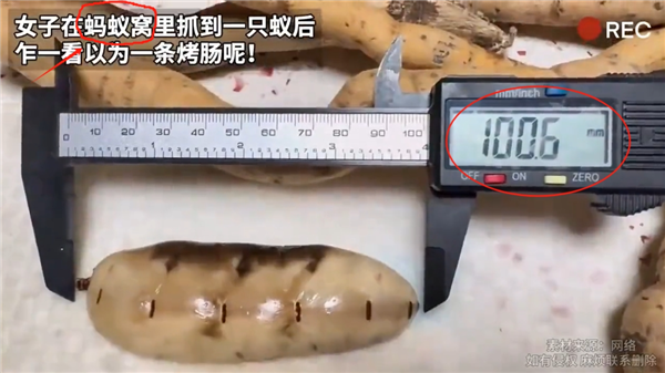 像烤肠一样!女子挖到一只100毫米长的蚁后