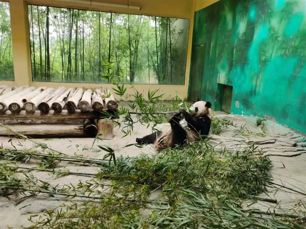 为什么非洲没有熊:可能比想象得更复杂