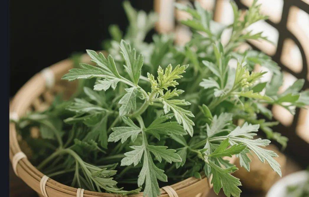 清明后吃艾草这个纯阳草，阳气补扎实了！把全身寒湿都带走！