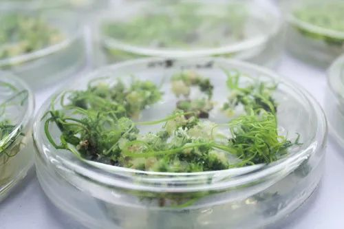 美国人抽血做成的救命药 中国靠大米就能生产!