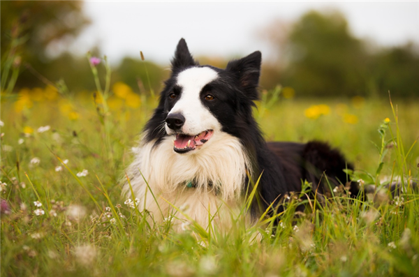 人和动物交谈不再是障碍？AI人宠语言翻译软件可检测宠物犬12种情绪