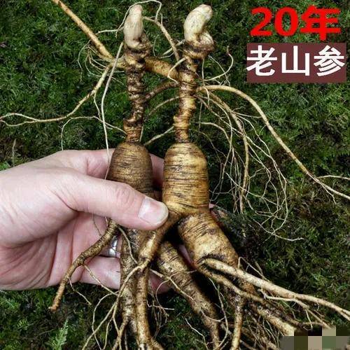 人参怎么吃最好？吃法有讲究，吃对病愈错病重