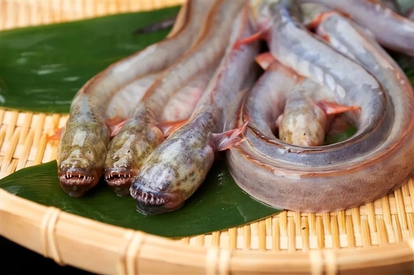 日本餐厅开创异形饺子 宛如抱脸虫出壳！满嘴尖牙很惊悚