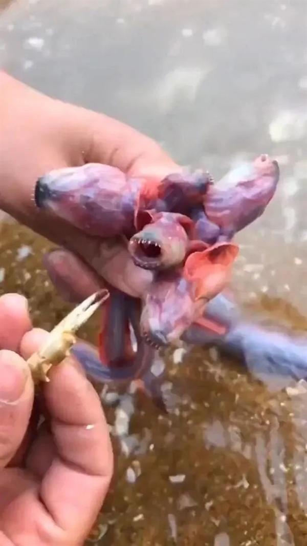 日本餐厅开创异形饺子 宛如抱脸虫出壳！满嘴尖牙很惊悚
