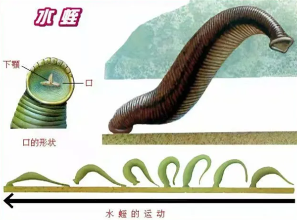 如果鸡吃了水蛭:它会寄生肠胃 长期吸血吗?