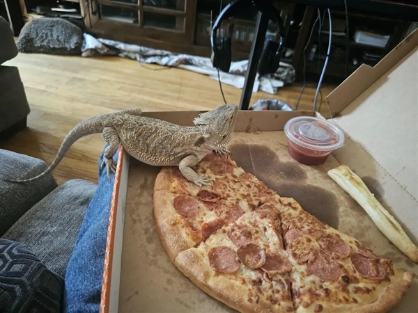 给牛涂上斑马条纹 研究能不能骗过蚊虫!日本科学家获搞笑诺贝尔奖