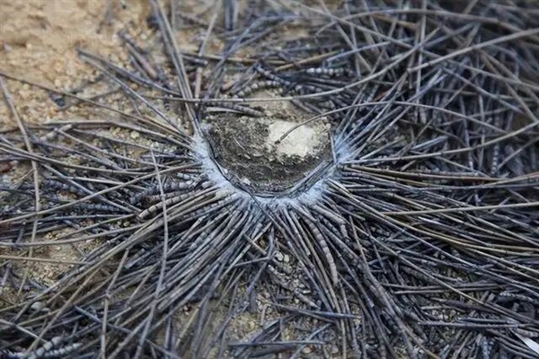 世界最长寿蜘蛛 活了足足43年!“秘诀”公开