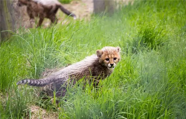 “平头哥”挑战两只老虎！为何蜜獾无所畏惧 它的战力究竟咋样