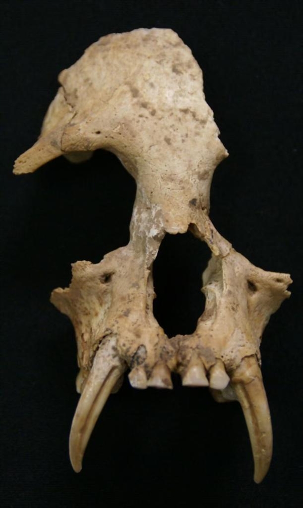 古DNA测序技术最新揭秘：秦始皇祖母陵墓出土长臂猿为灭绝新物种