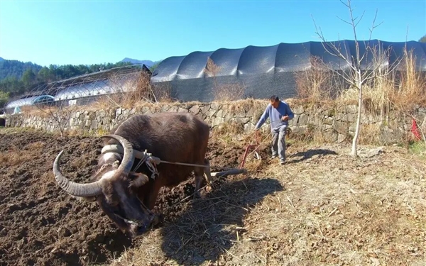 犀牛这么强壮 为何人类没驯服它们来耕地