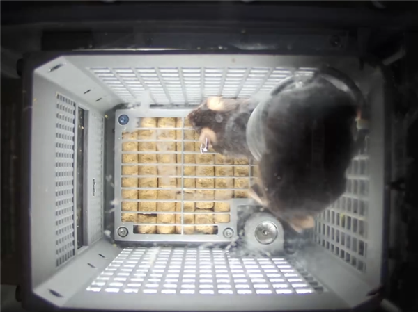 中国空间站第九批实验样品返回并交付科学家:包含四只太空小鼠