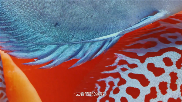 六大绝技升级巨大！华为Mate 80系列首发第二代红枫影像：实拍视频公布