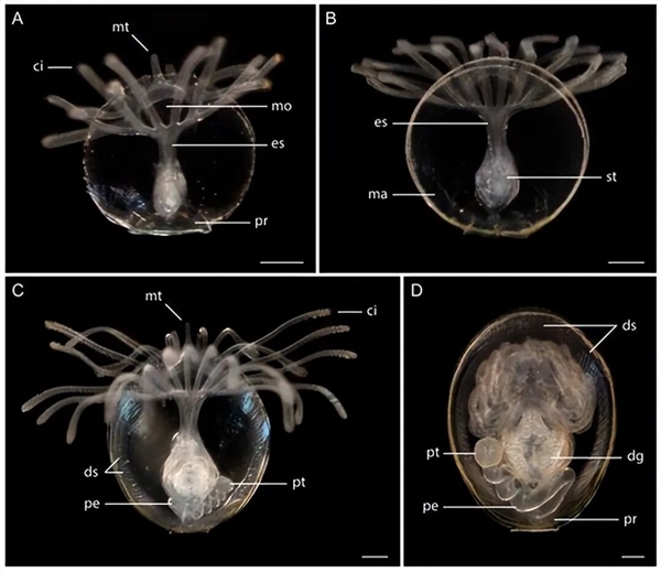 曾统治海底2亿年的腕足动物 为什么如今“拉到家”