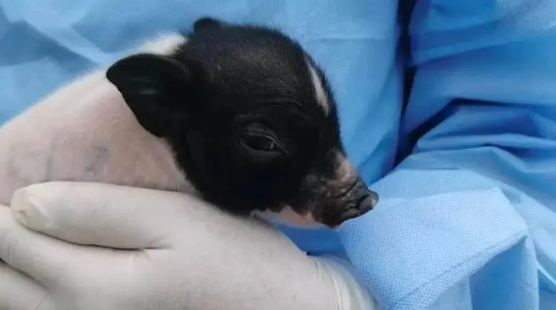 创亚洲纪录!四川造基因编辑猪肾在人体内工作261天