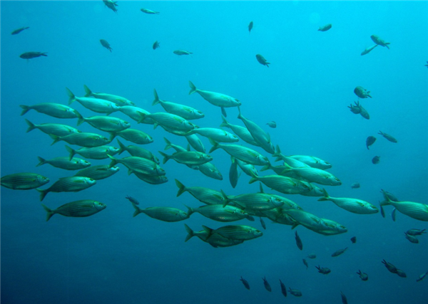 我国硬骨鱼类研究新突破！填补从鱼到人演化重大空白