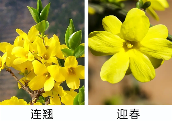 早春第一批开花的植物 为什么花朵大多是黄色的