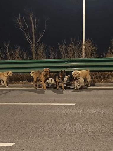 7只狗狗上演大逃亡：本以为是自救励志片 结果是为爱离家出走