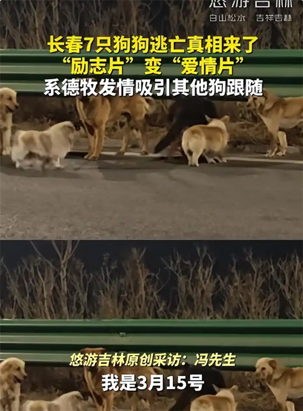 7只狗狗上演大逃亡：本以为是自救励志片 结果是为爱离家出走